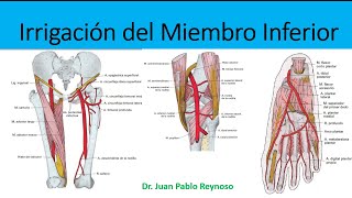 Irrigación del Miembro Inferior 2020 [upl. by Ludvig]