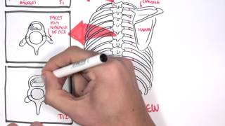 Anatomy Thorax Overview  Ribs Sternal angle Pleura and Pneumothorax [upl. by Jaquith377]