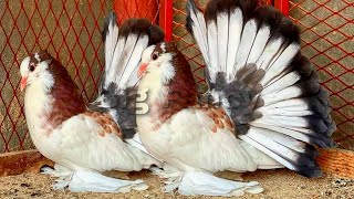 Fantail Pigeon amp Best Breeding beautiful fancy pigeons  fancy pigeon loft amp fancy pigeon farm [upl. by Gib]