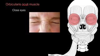 Muscles of facial expression [upl. by Mcnully]