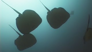 Stingrays  Reef Life of the Andaman  Part 5 [upl. by Garett]