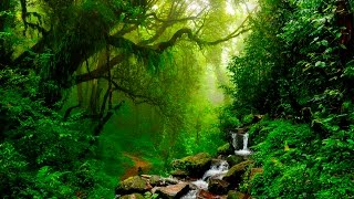 Relaxing Music  Flute Gentle Birds and Rainforest Sound [upl. by Llerihs]