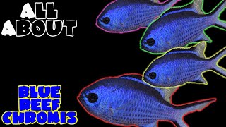 All About The Blue Reef Chromis or Blue Reef Damselfish [upl. by Bronny]