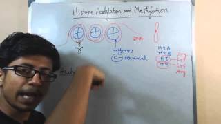 Histone acetylation and methylation [upl. by Kitarp621]