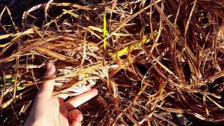 How to Cut Back Daylilies in Fall [upl. by Grim]