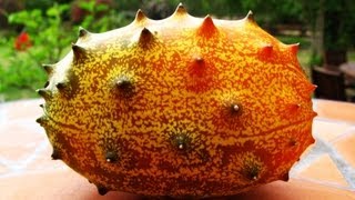 Kiwano  African Horned Melon Growing amp Tasting [upl. by Ecam833]