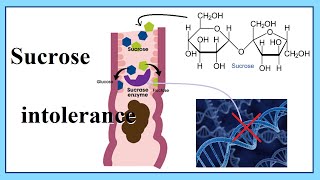 sucrose intolerance [upl. by Trow343]