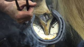 Shoeing a Draft Horse  Tips and Techniques Part 4 Rear Hoof Shoeing [upl. by Aihtak]