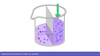 Detailed Animation on Osmosis [upl. by Euqina746]