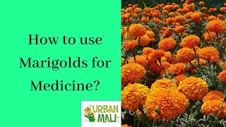 How to use Marigolds for Medicine [upl. by Kcorb]